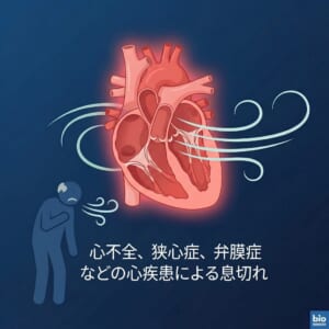 心不全、狭心症、弁膜症などの心疾患による息切れのまとめになります。