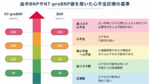 BNPおよびNT-proBNP値を用いた心不全診療の基準を示した図